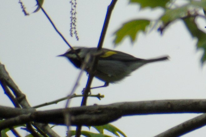 Violette's Lock, MD - May 5, 2018